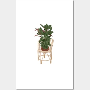 Calathea plant on a chair Posters and Art